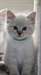 Chaton Siberien - photo 1