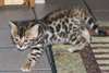 Chaton Siberien - photo 4