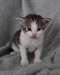 Chaton Siberien - photo 7