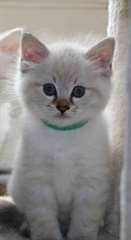 Chaton Siberien