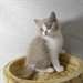 chaton scootish fold - Annonce classée # 530693
