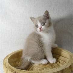 chaton scootish fold