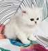 chaton Persan Chinchilla - Annonce classée # 530694