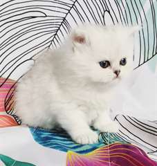 chaton Persan Chinchilla