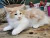 chaton Norvégien - Annonce classée # 530695