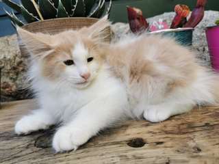 chaton Norv&#233;gien