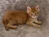 chaton Maine Coon - Annonce classée # 530696