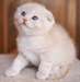 chaton Highland Fold - Annonce classée # 530697