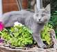 chaton Chartreux - Annonce classée # 530698