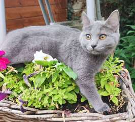 chaton Chartreux