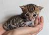 chaton Bengal - Annonce classée # 530700