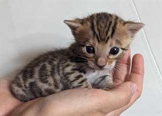 chaton Bengal