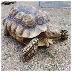 Tortue Sillonnée Sulcata-Femelle de 49 cm , 25kg