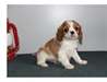 Donne chiot cavalier king charles - Annonce classée # 530857