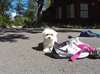 don chiot type bichon maltais - Annonce classée # 530859
