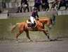 Cheval de sport allemand 11 ans à donner - photo 1