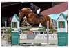 Cheval de sport allemand 11 ans &#224; donner - photo 2