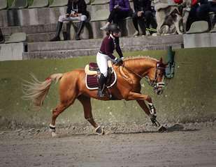 Cheval de sport allemand 11 ans &#224; donner