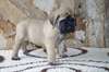 Adoption de mes chiots mastiff, 1 chiot restant - photo 1