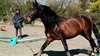 Cheval Pure Race Espagnole très gentil à donner - photo 1