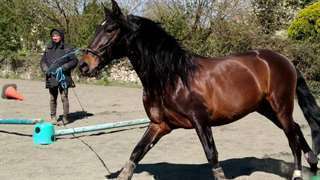 Cheval Pure Race Espagnole très gentil à donner