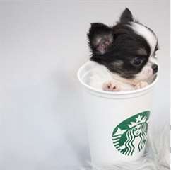 Chiot type chihuahua teacup noir et blanc à donne