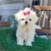 Adorable chiot bichon maltais femelle à donner - Annonce classée # 530876