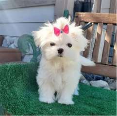 Adorable chiot bichon maltais femelle &#224; donner