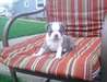 Donne chiot boston terrier mâle - photo 1