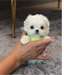 Chiot type bichon maltais femelle teacup à donner - Annonce classée # 530878