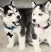 Donne ses magnifiques chiots husky contre soins - Annonce classée # 530880