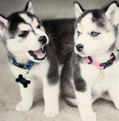 Donne ses magnifiques chiots husky contre soins