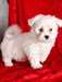 Contact : fatalee@gmx.fr / bichon maltais à donne - Annonce classée # 530883
