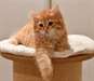Chaton type sibérien à donner à 1 famille aimable - Annonce classée # 530886
