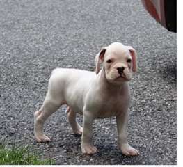Tr&#232;s beau chiot boxer &#224; donner