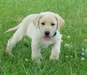 Très beau chiot labrador retriever à donner - Annonce classée # 530892