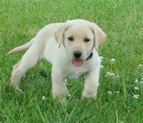 Tr&#232;s beau chiot labrador retriever &#224; donner