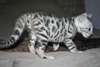 A donner chaton tigré bengal urgemment - Annonce classée # 530903
