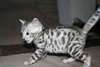 A donner chaton tigr&#233; bengal urgemment - photo 2
