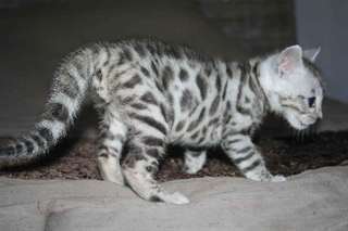A donner chaton tigr&#233; bengal urgemment