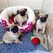 chiots carlin (pug) à donner urgemment - Annonce classée # 530905