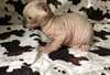 Très beau chaton nu, sans poils sphynx à donner - photo 1