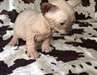 Très beau chaton nu, sans poils sphynx à donner - photo 2
