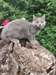 chaton Chartreux &#226;g&#233; de 3 mois - photo 1