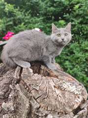 chaton Chartreux &#226;g&#233; de 3 mois