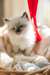 Chatons Ragdoll - Annonce classée # 531737