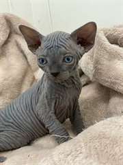 magnifiques chaton sphynx
