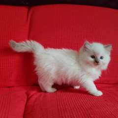 chaton ragdoll âgés de 3 mois