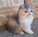 chaton Persan Chinchilla âgé de 3 mois - Annonce classée # 532131