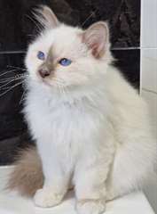 chaton sacré de birmanie âgés de 3 mois